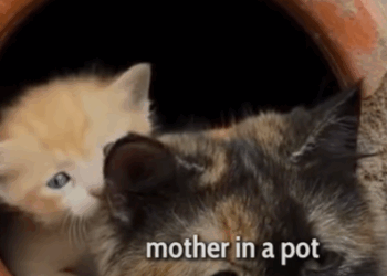 T2510036 We Found Pot Full of Kittens and So Much Love part2