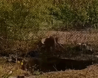 T2510048 jar was stuck on stray dog head for several days part2