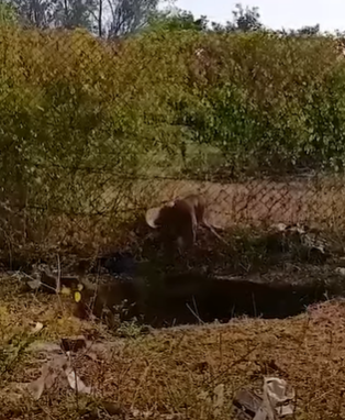 T2510048 jar was stuck on stray dog head for several days part2