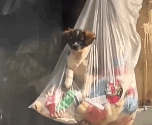 T2509041 The man rescue puppy from garbage truck part2