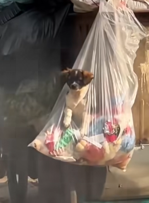 T2509041 The man rescue puppy from garbage truck part2