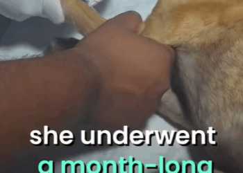 T2510065 Abandoned Labrador suffering from Seizures finds his forever home part2