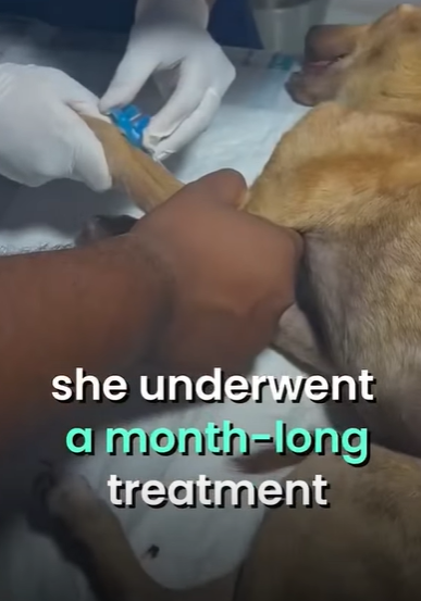 T2510065 Abandoned Labrador suffering from Seizures finds his forever home part2