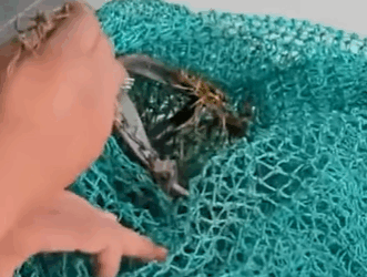 T2510051 dog was found with an injured Leg after being caught in the hunter trap part2