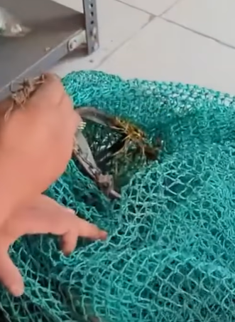 T2510051 dog was found with an injured Leg after being caught in the hunter trap part2