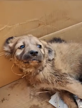 T2510056 Save cute street dog whose front legs are malformed part2