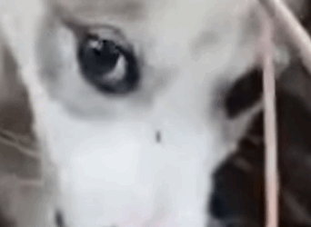 T2510029 At First He Didn Trust Us But Then Something Changed part2