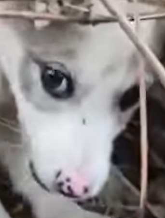 T2510029 At First He Didn Trust Us But Then Something Changed part2