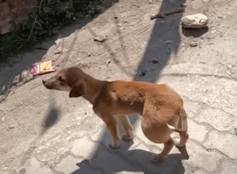 T2510046 The adorable puppy has large lump on its back leg joint part2