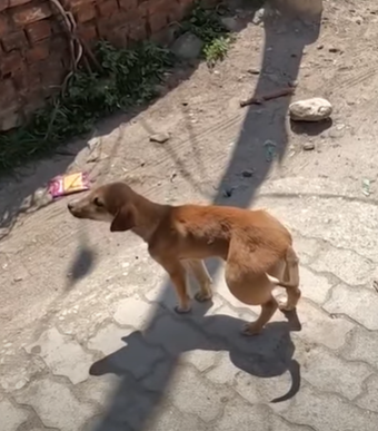 T2510046 The adorable puppy has large lump on its back leg joint part2