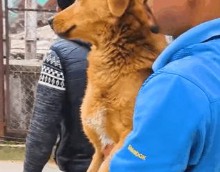 T2510067 dog whose front legs were paralyzed in vehicle accident is able to part2