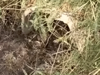 T2510038 He Barked at Me But Was Really Crying for Rescue People love animals part2