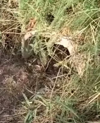 T2510038 He Barked at Me But Was Really Crying for Rescue People love animals part2