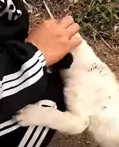 T2510042 With broken front leg the stray puppy crawled in pain to strangers for help part2