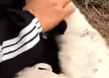 T2510027 One Puppy Ran Toward Us Then We Realized He Wasn Alone part2