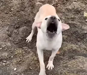 T2510022 Rescued mother dog with two puppies part2