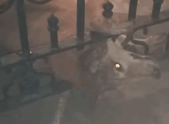 T2510052 dog gets its head stuck in an iron Gate part2