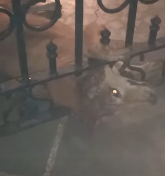 T2510052 dog gets its head stuck in an iron Gate part2