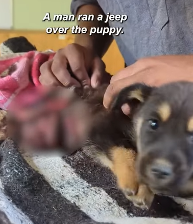 T2510066 Puppy was in road accident that caused her stomach to rapture exposing her intestines part2