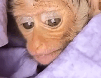 T2510030 Left Alone in the Storm This Baby Monkey Needed Miracle part2
