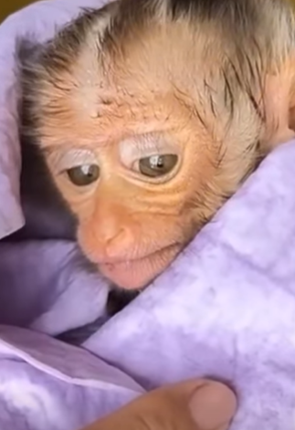 T2510030 Left Alone in the Storm This Baby Monkey Needed Miracle part2
