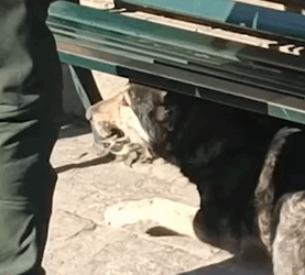 T2510059 Rescuing a Stray Dog with a Bone Stuck in Its Mouth part2