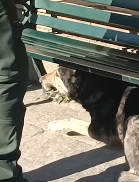 T2510059 Rescuing a Stray Dog with a Bone Stuck in Its Mouth part2