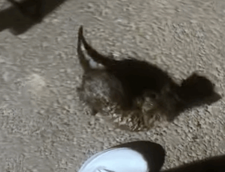 T0411033 Rescue kitty that was trapped in jar and then rescue fyp animal part2