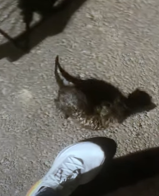 T0411033 Rescue kitty that was trapped in jar and then rescue fyp animal part2