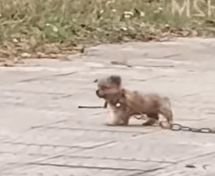 T2710024 The poor dog was running on the street with big chain wrapped around its body part2