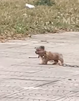 T2710024 The poor dog was running on the street with big chain wrapped around its body part2