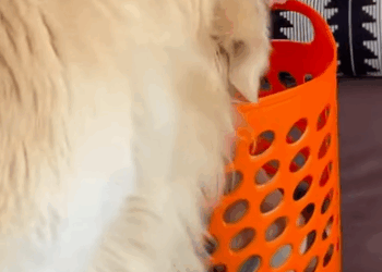 T0411031 Rescue family of dog trapped animalsoftiktok rescueanimals rescue part2