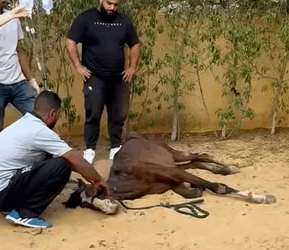 T0411049 The wild horse fell into the abyss and was luckily saved by everyone part2