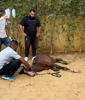 T0411049 The wild horse fell into the abyss and was luckily saved by everyone part2