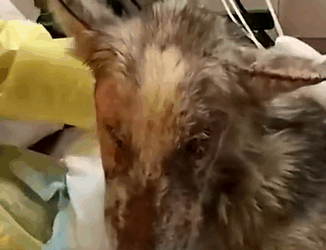 T0411045 The dog stands between life and death thank you hero for appearing part2