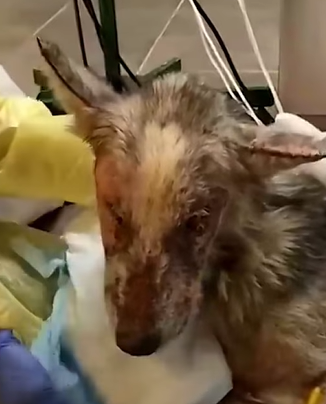 T0411045 The dog stands between life and death thank you hero for appearing part2