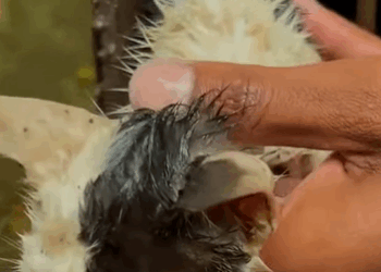 T0411029 Rescue family of cats rescuecat rescue animal animlasoftiktok part2