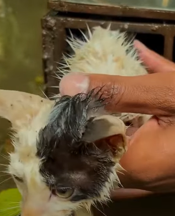 T0411029 Rescue family of cats rescuecat rescue animal animlasoftiktok part2