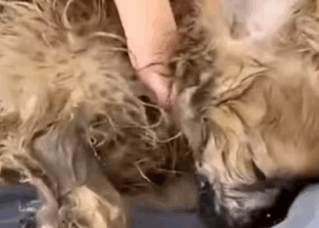 T0411042 Rescuing puppy from landfill it seemed to have passed away but part2