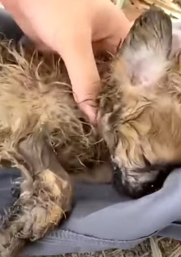 T0411042 Rescuing puppy from landfill it seemed to have passed away but part2