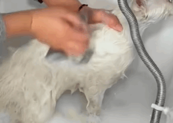 T0411005 family rescues stray cat stuck in glue and the ending cuteanimal part2