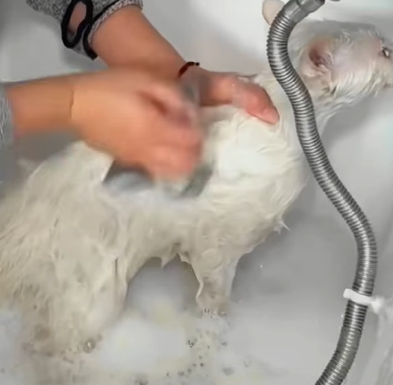 T0411005 family rescues stray cat stuck in glue and the ending cuteanimal part2