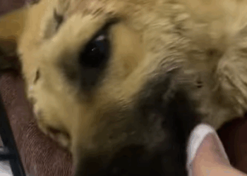 T0411036 Rescue puppy in car accident rescue fyp animals rescuedog Animal part2