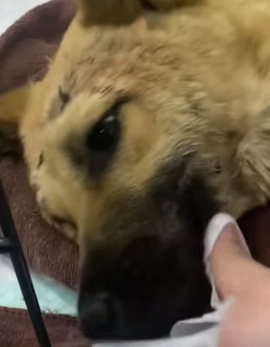 T0411036 Rescue puppy in car accident rescue fyp animals rescuedog Animal part2