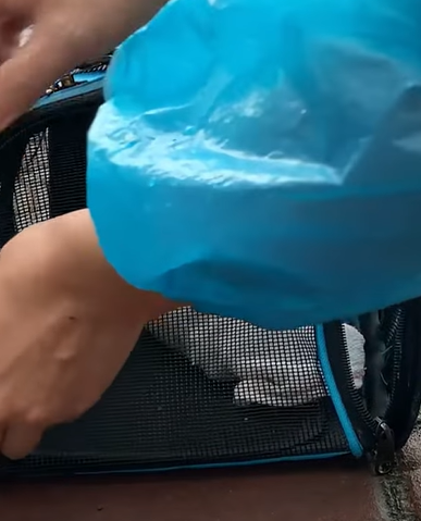 T0411018 Rescue baby cat rescue animalsoftiktok rescueanimals fyp catsoftiktok part2