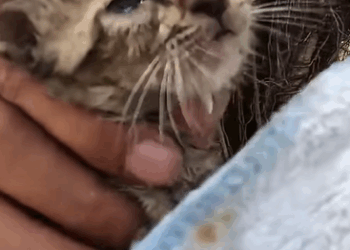 T0411039 Rescue the kitten in front of heaven door part2