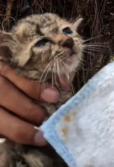 T0411039 Rescue the kitten in front of heaven door part2