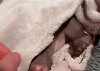 T0411051 This family found wombat lying motionless on the road and then part2