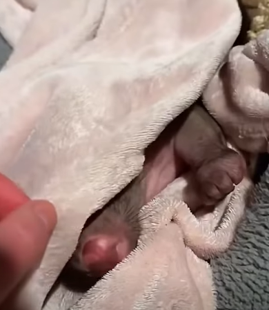 T0411051 This family found wombat lying motionless on the road and then part2