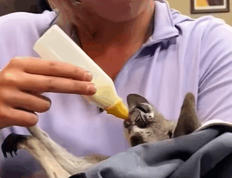 T0411044 The baby kangaroo lives without its mother for the rest of its life part2